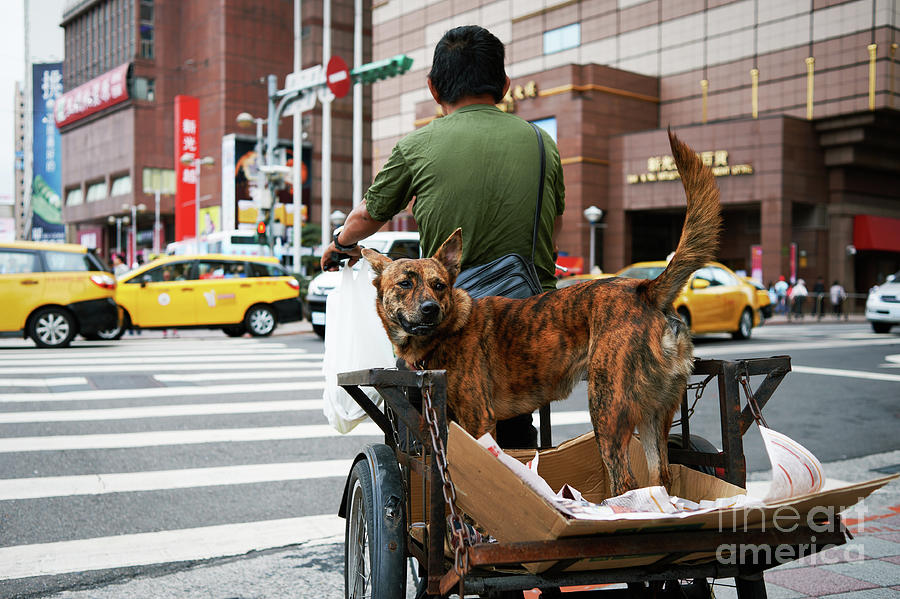 Dog on Bike Photograph by Dean Harte
