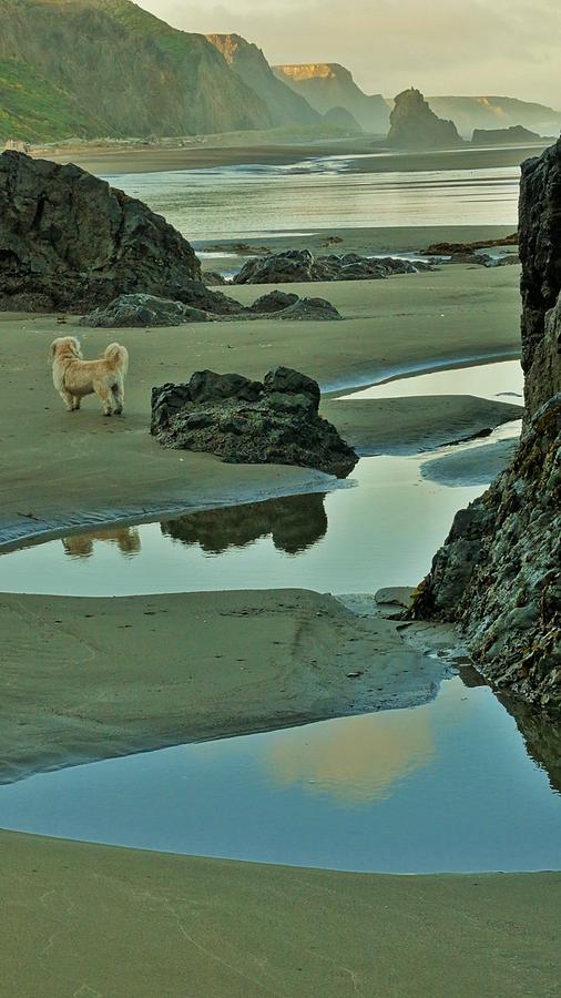 Irish Beach Photograph - dog on Irish Beach by Lisa Dunn