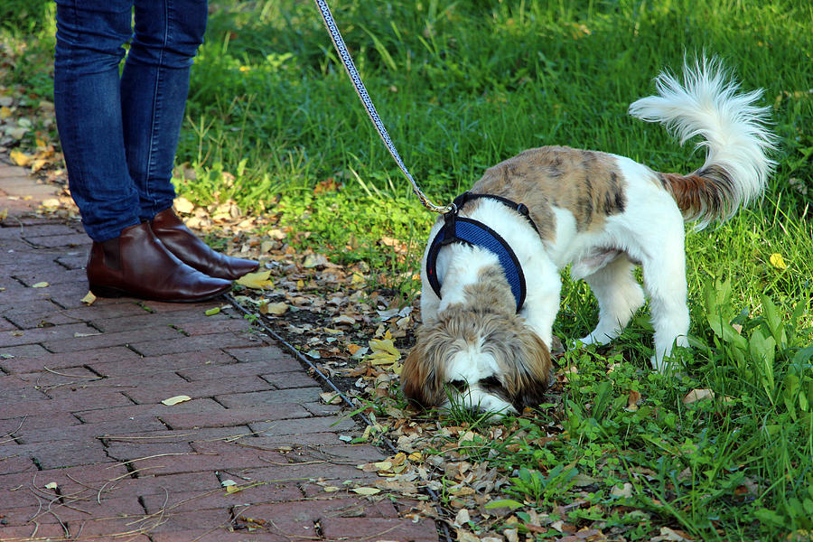 Dog On Leash With Legs Photograph by Cora Wandel