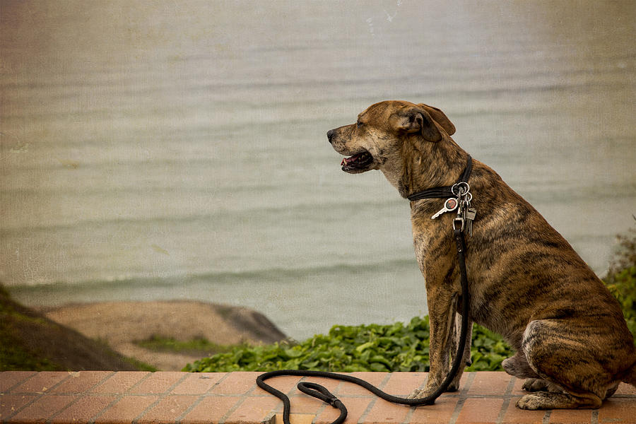 Dog on the Beach Photograph by Kathryn McBride