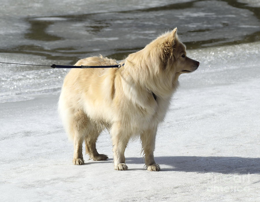 Dog on the ice Photograph by Esko Lindell