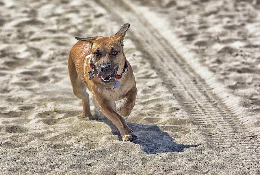 Dog on the Sand 1  Running Free Photograph by Linda Brody