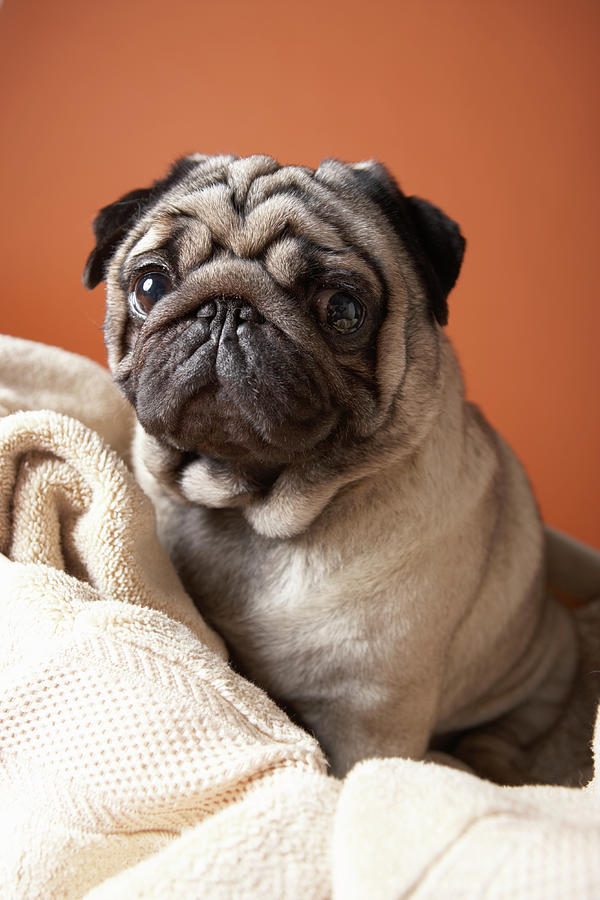 Pug Photograph - Dog On Top Of Laundry by Chris Amaral