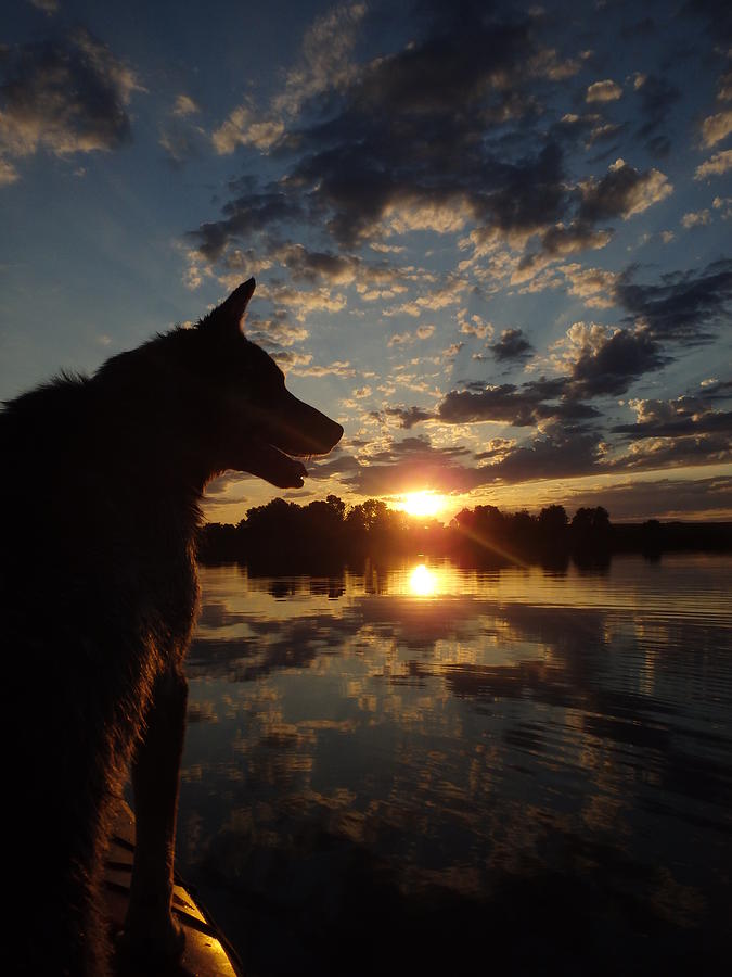Dog Paddle Sunset Photograph by James Peterson