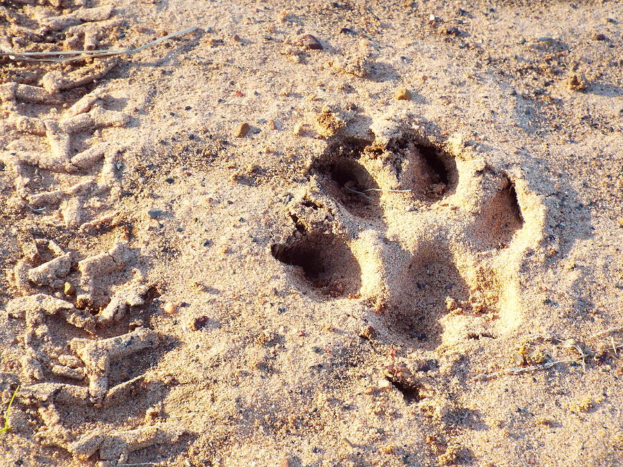 Dog Paw Print Outside. Photograph By Shelby Boyle - Fine Art America