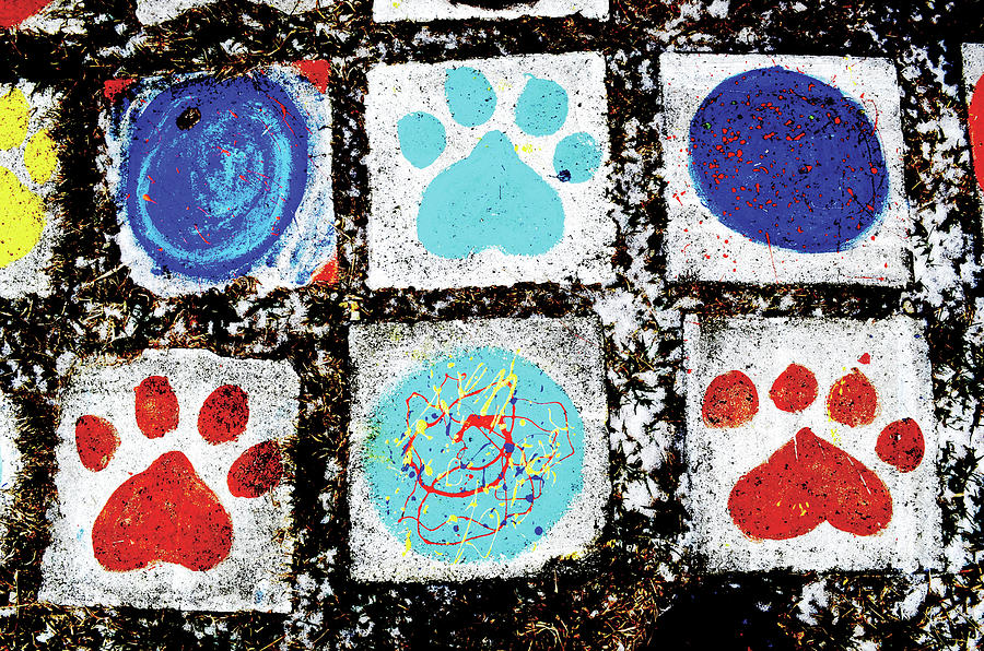 Dog Paws Photograph by Char Szabo-Perricelli