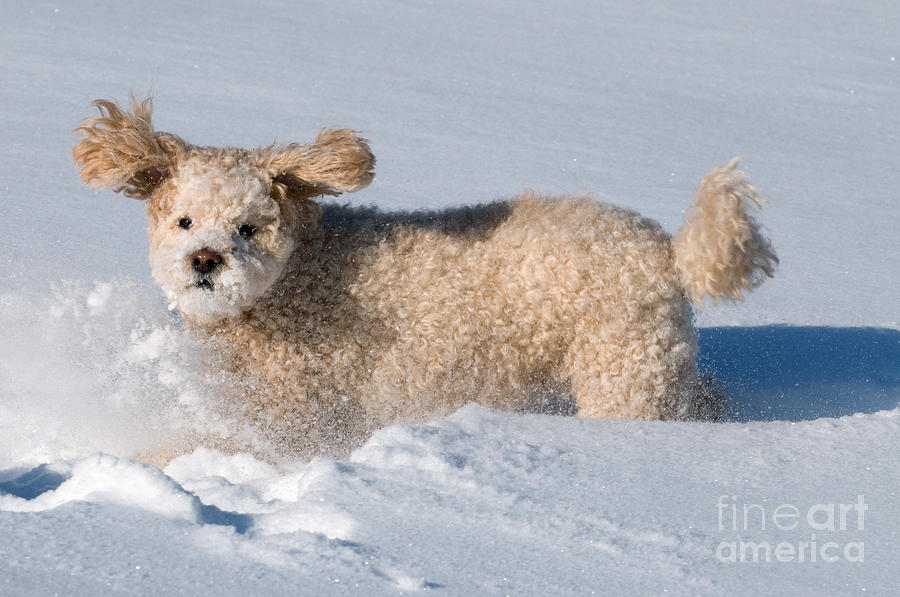Dog Playing In Snow Photograph by Stephen J Krasemann