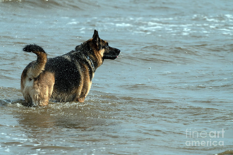 Dog playing in the ocean Photograph by Sam Rino