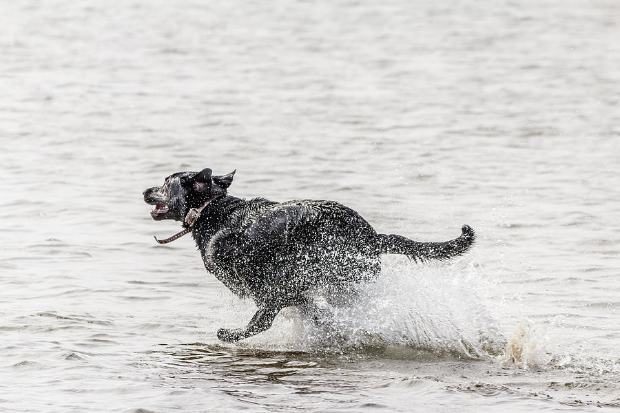 Dog playing in water Photograph by SAURAVphoto Online Store