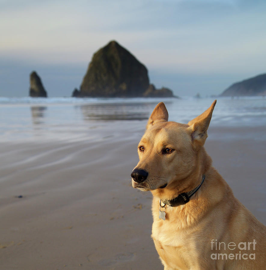 Dog Portrait @ Cannon Beach Photograph by Bruce Block