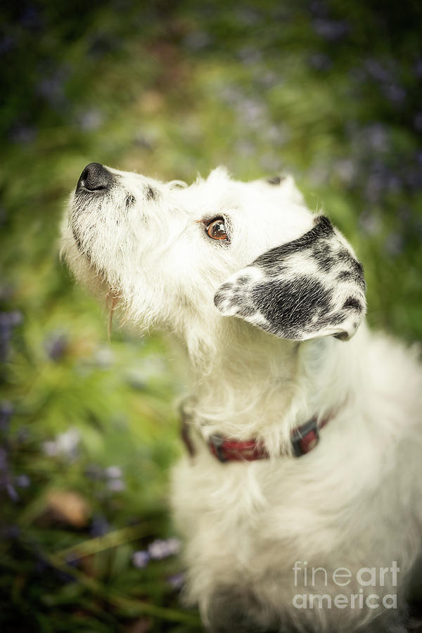 Flower Photograph - Dog Portrait by Amanda Elwell
