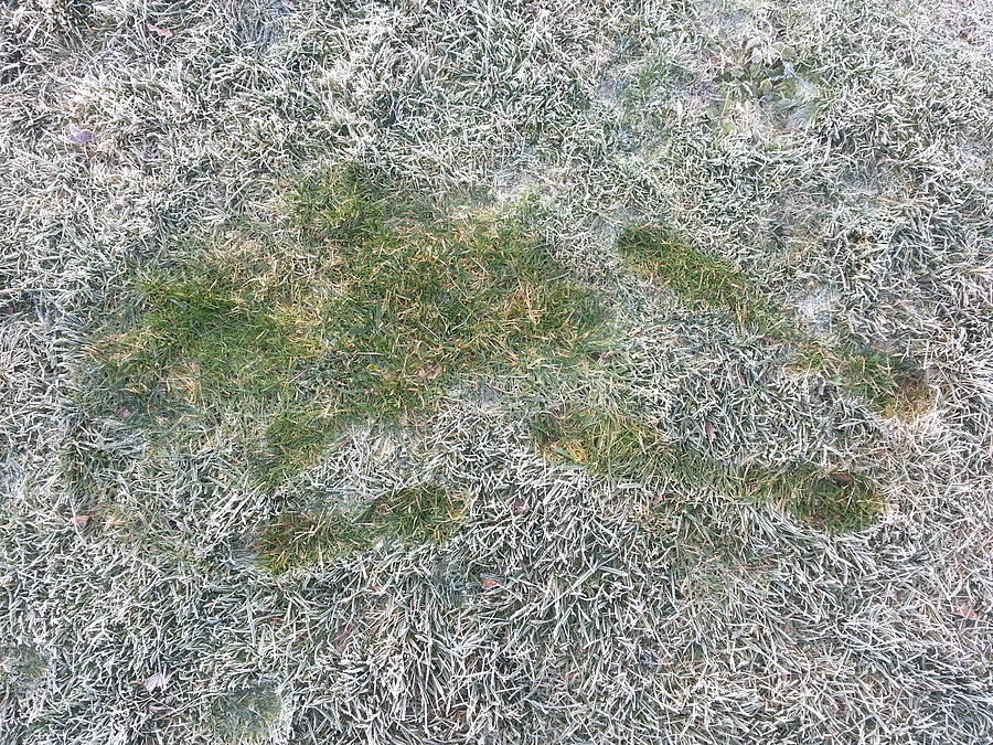 Dog print in the frost Photograph by Janet Lipp