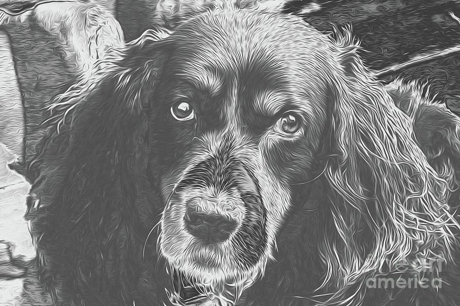 Dog protrait 15 Digital Art by Chris Taggart
