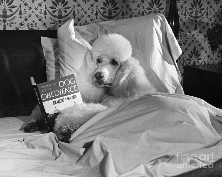 Black And White Photograph - Dog Reading in Bed by M E Browning and Photo Researchers