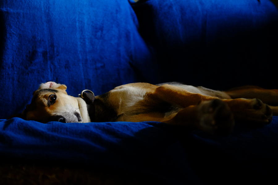 Resting dog Photograph by Fabrizio Troiani