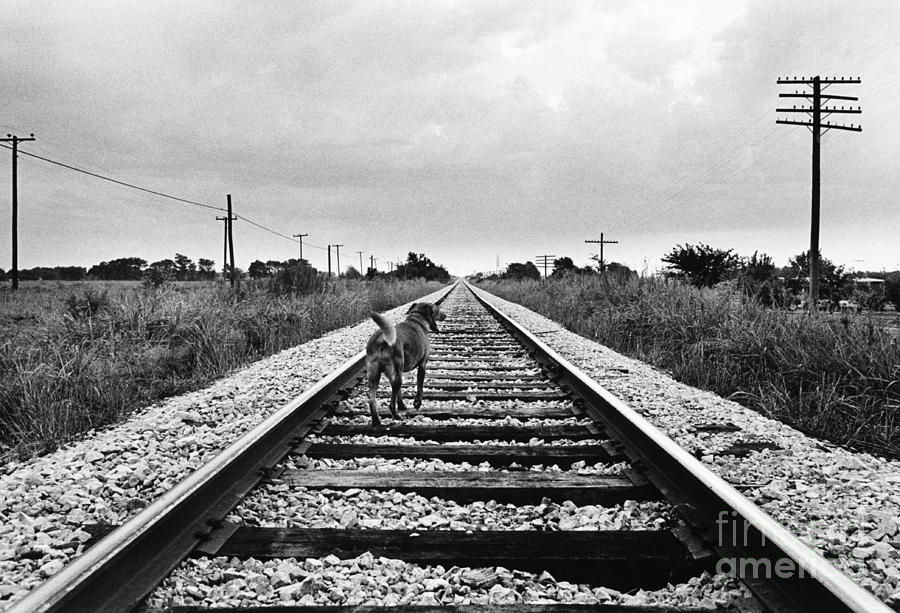 Dog Running Down Train Tracks Photograph by Lynn Lennon