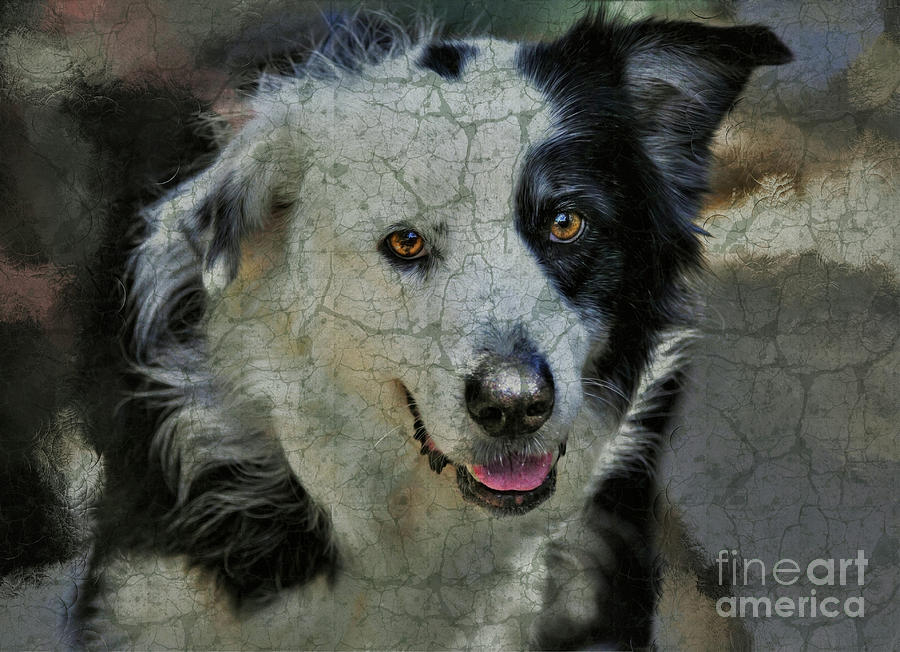 Animal Digital Art - Dog by Savannah Gibbs