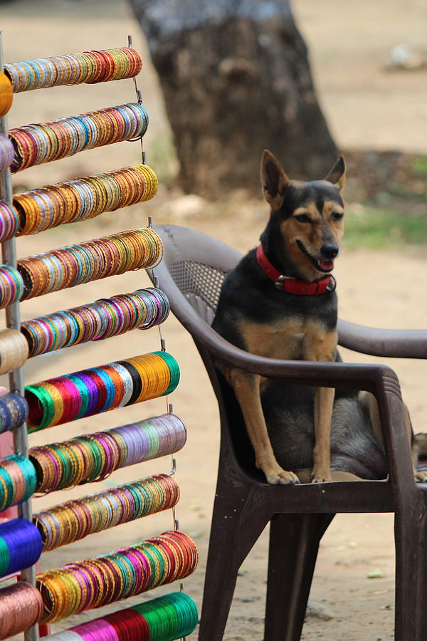 Dog Selling Bangles, Tiruvanamalai Photograph by Jennifer Mazzucco