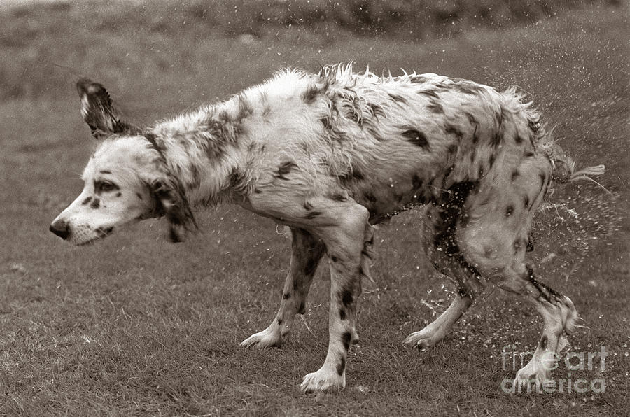Dog Shaking Off, C.1970s Photograph by H. Armstrong Roberts/ClassicStock