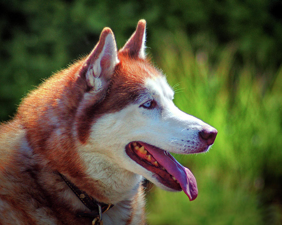 Dog Siberian Husky Canis Lupus in Profile Photograph by Bill Swartwout