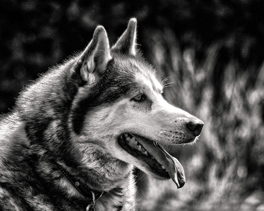 Dog Siberian Husky Profile in Black and White Photograph by Bill Swartwout