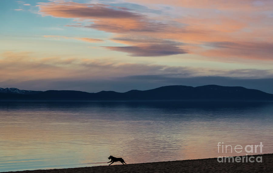 Dog Silhouette On The Sunset Lake Photograph by Suzanne Luft