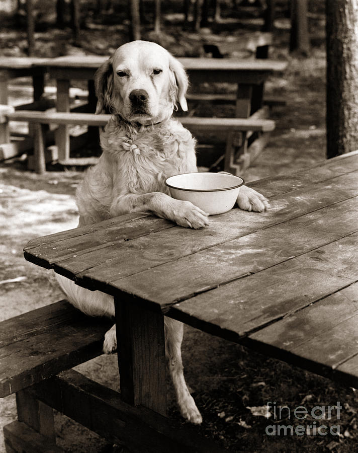 Dog Sitting At Picnic Table, C.1930s Photograph by H Armstrong Roberts and ClassicStock