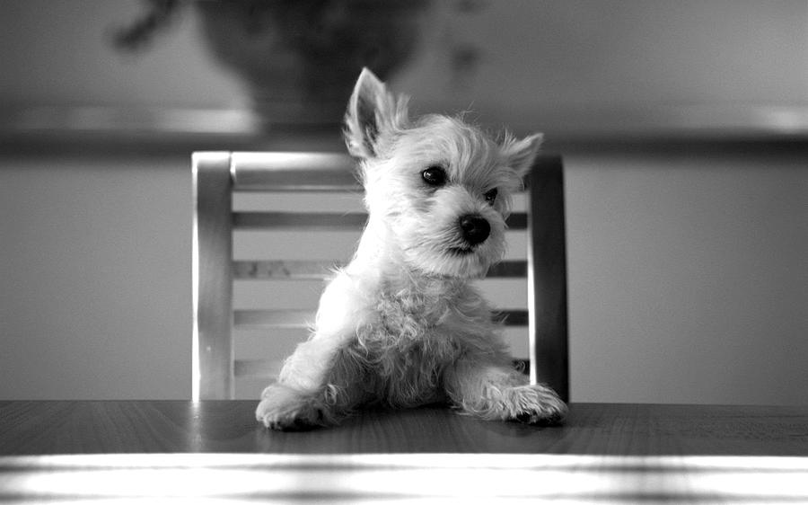 Dog Sitting On The Table Photograph