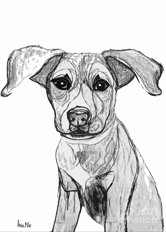 Dog Sketch in Charcoal 7 Digital Art by Ania M Milo