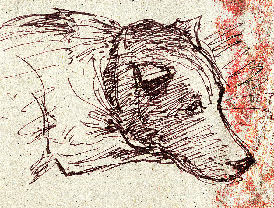 Dog  Sketch Drawing by Nato  Gomes