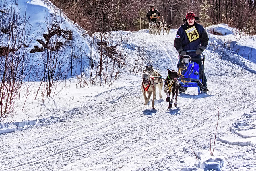 Dog Sled Race 2 Photograph by Tatiana Travelways