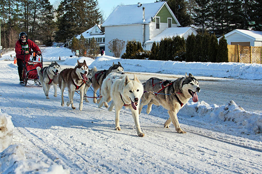 Kearney Dog Sled Race Photograph by Tatiana Travelways