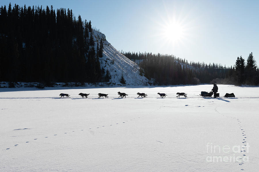 Siberian Husky sled dog pulling hard Jigsaw Puzzle by Stephan Pietzko -  Pixels