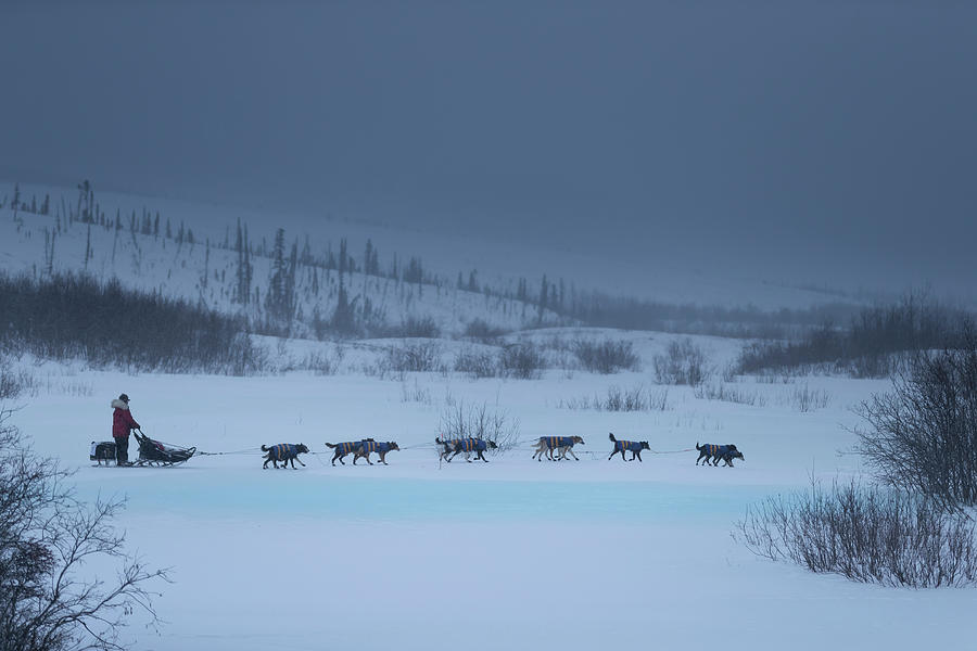 Dog Sled Team on River Photograph by Scott Slone