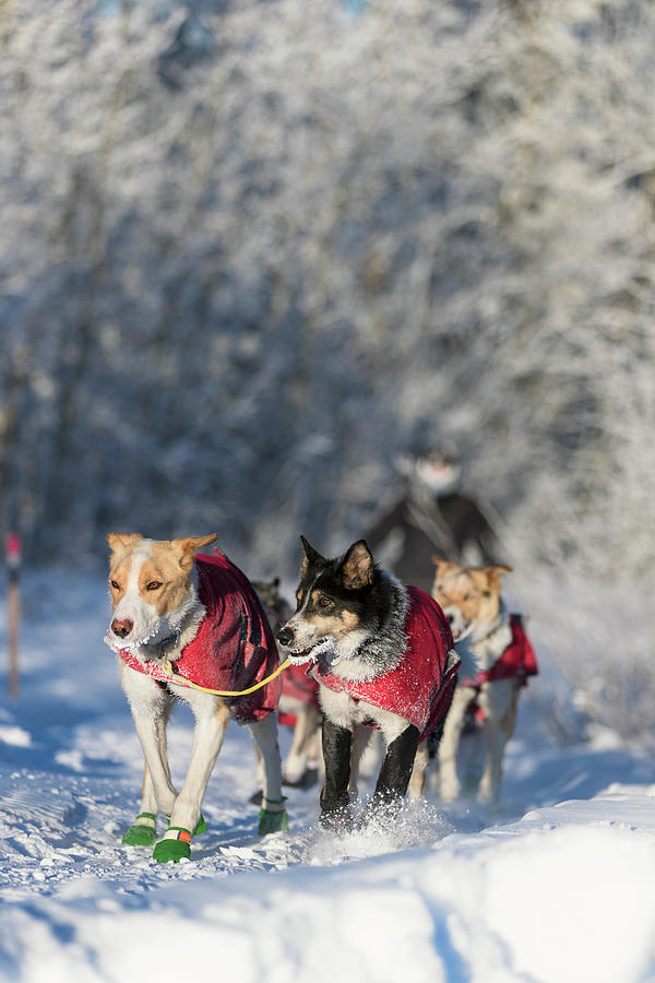 Dog Sled Team Photograph by Scott Slone