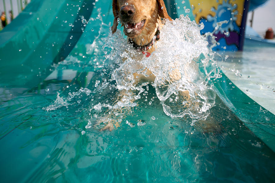 Animal Photograph - Dog Splashing In Water by Gillham Studios