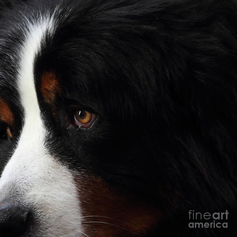 Dog . Square . 7D4219 Photograph by Wingsdomain Art and Photography