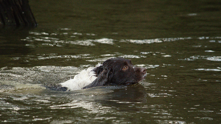 Dog Photograph - Dog Swimmer by Adrian Wale