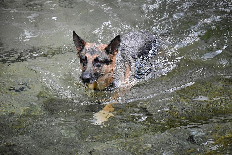 Dog Swimming In Cold Water Photograph by Maria Jansson