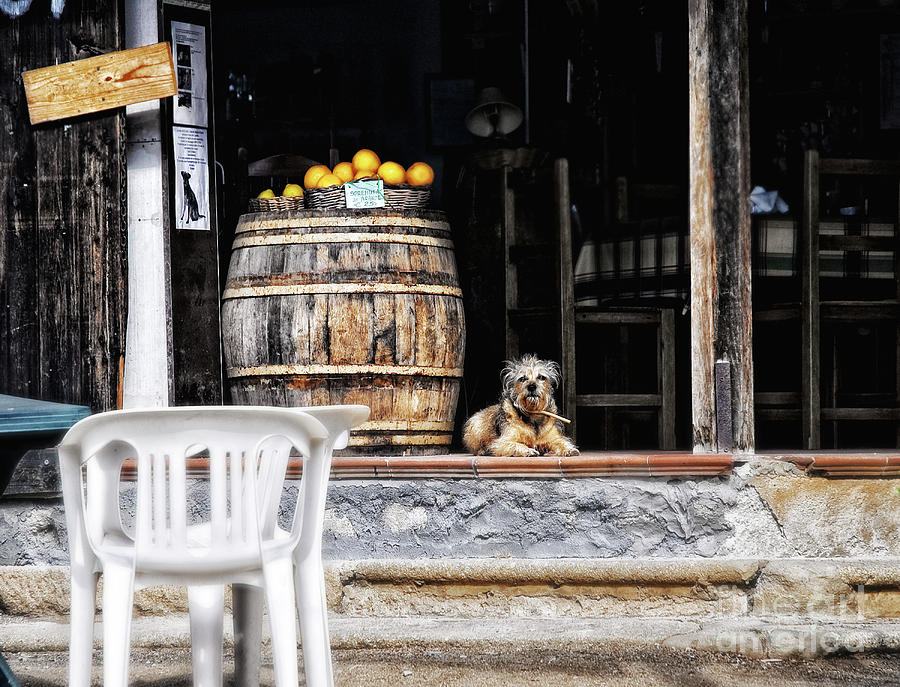 Dog tavern with oranges Photograph by Silvia Ganora