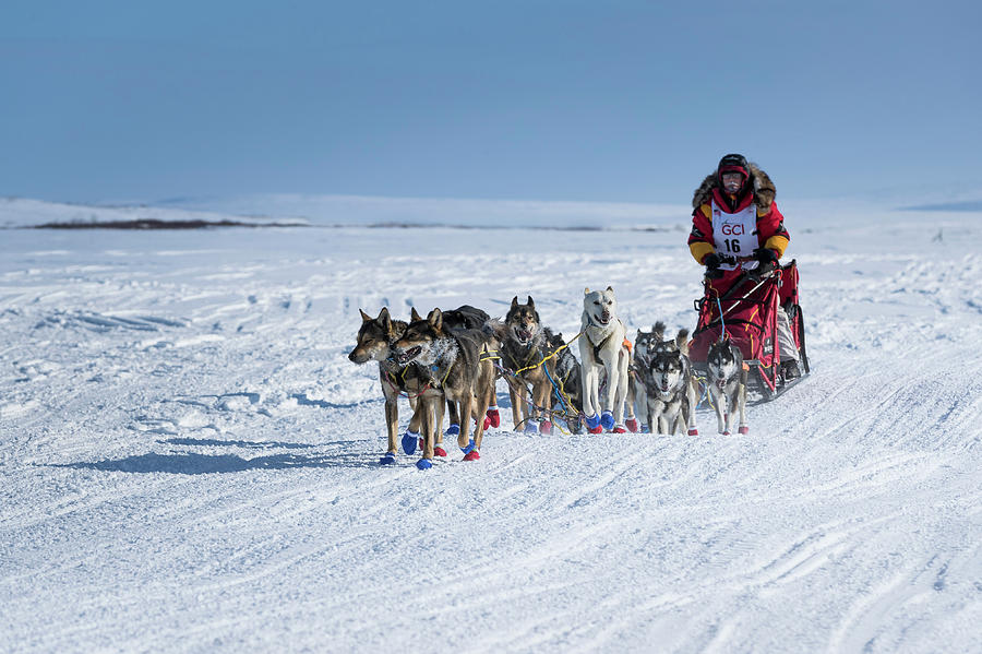Dog Photograph - Dog Team on Iditarod Trail by Scott Slone