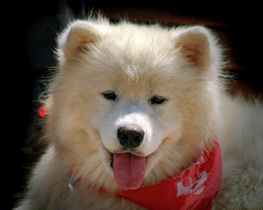 dog with a teddy bear face