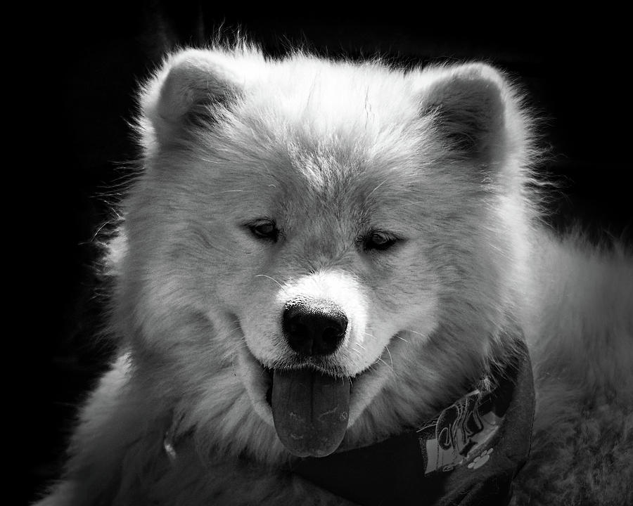 Dog - Teddy Bear Puppy Samoyed Black and White Photograph by Bill Swartwout