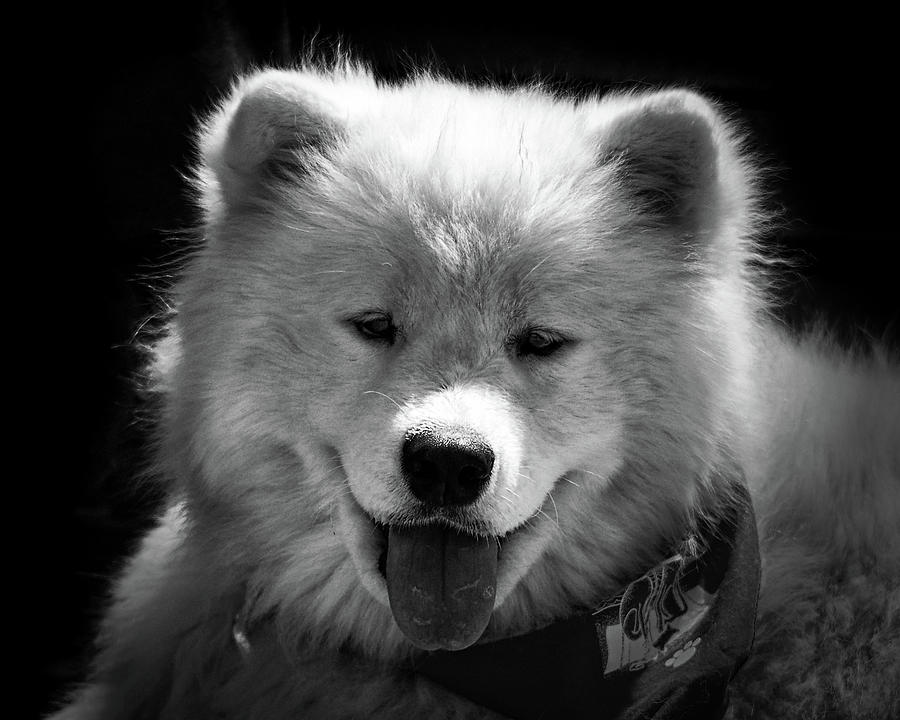 samoyed teddy