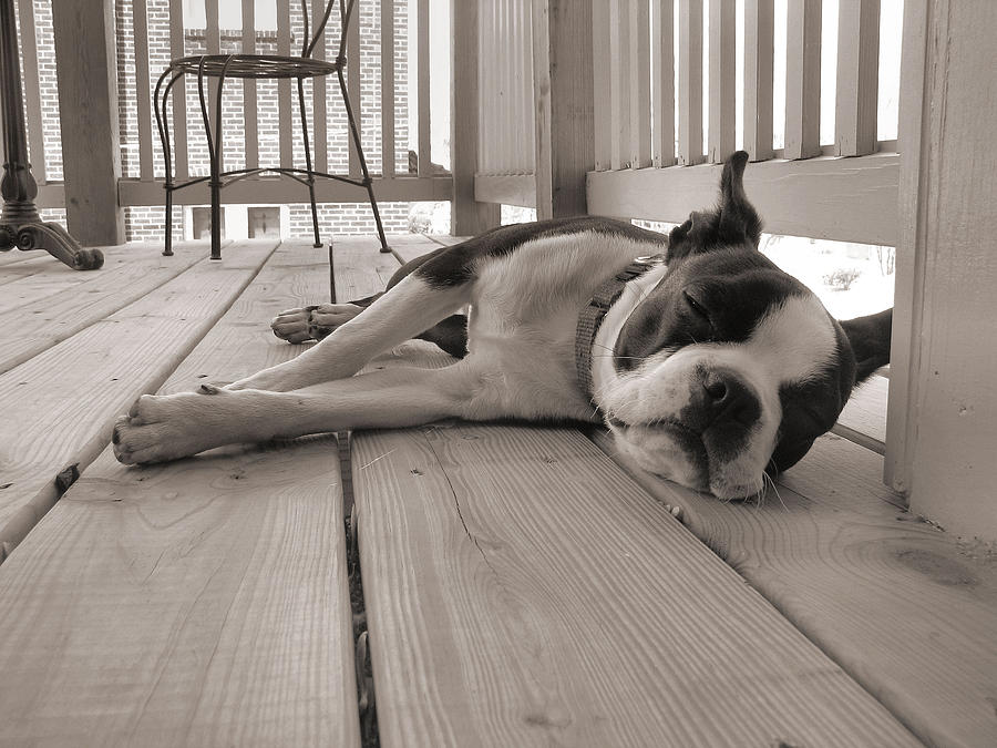 Boston Terrier Photograph - Dog Tired by Crystal Rolfe