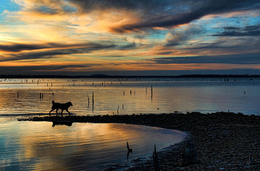 Sunset Photograph - Dog Trot by Carolyn Fletcher
