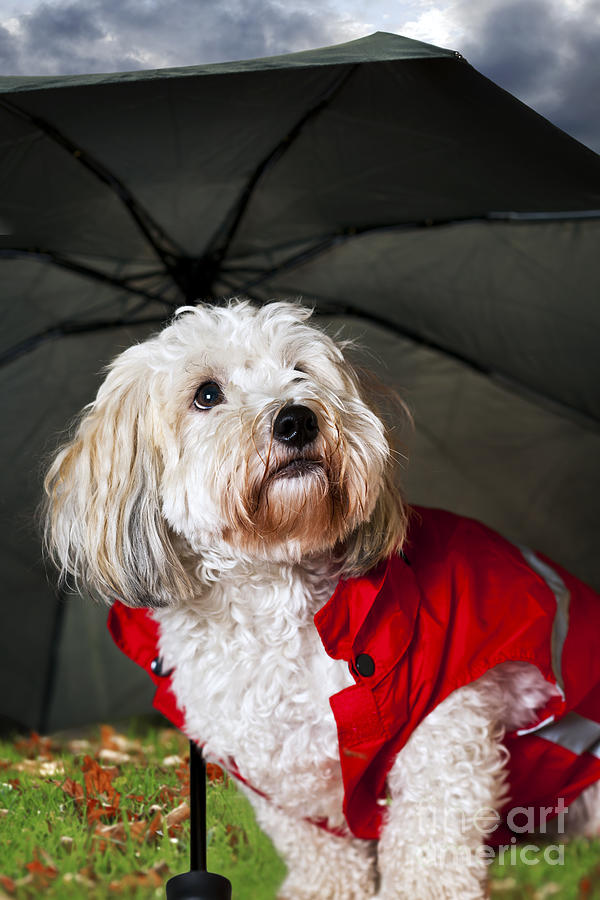 Dog Photograph - Dog under umbrella by Elena Elisseeva