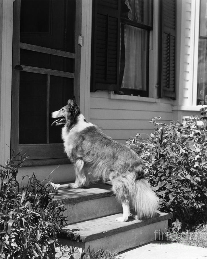Dog Waiting To Be Let In To House Photograph by H. Armstrong Roberts/ClassicStock