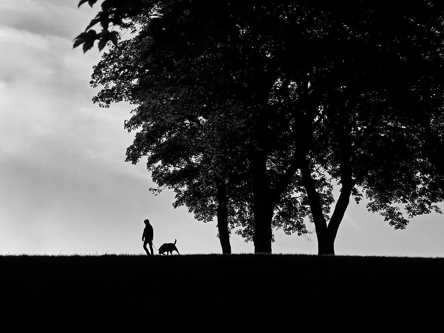 Dog Walk - 365-185 Photograph by Inge Riis McDonald