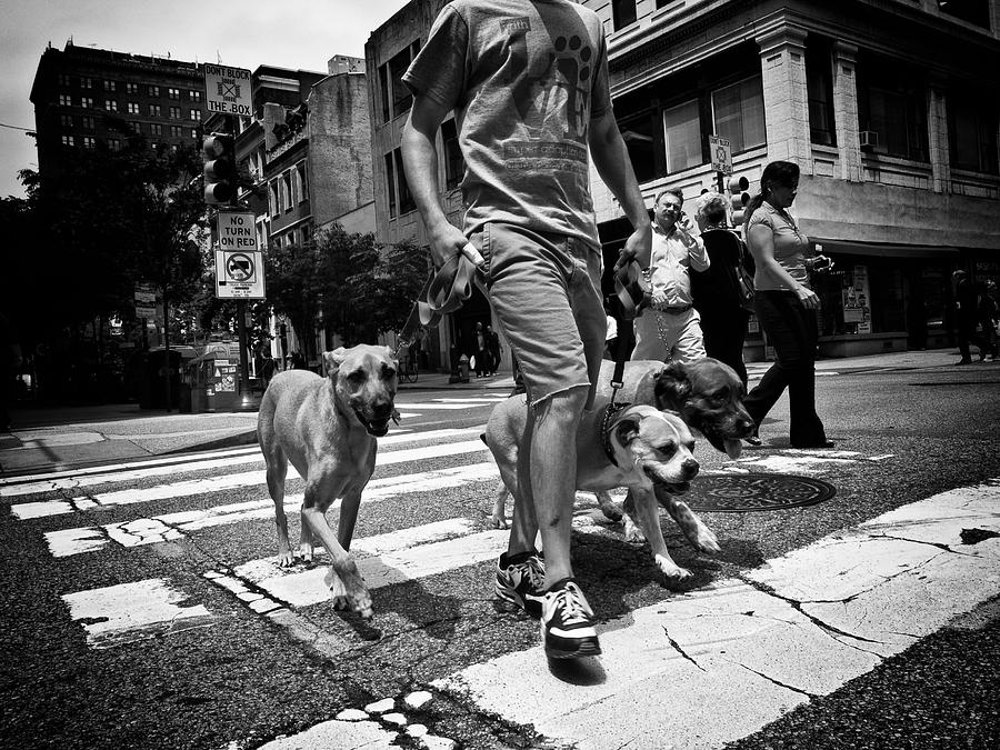 Dog Walker Photograph